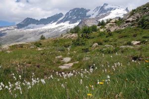 Grand Paradiso - Gipfelblick vom Piano del Nivolet