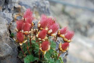 Lechtaler Alpen - Bergnelkenwurz