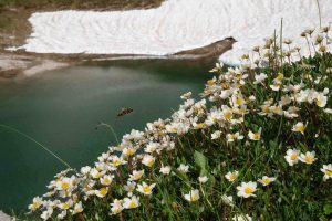 Hochvogel - Silberwurz
