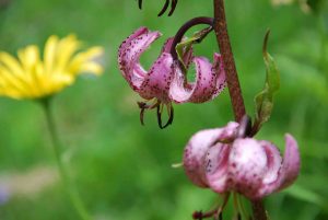 Steinbocktour - Türkenbundlilie
