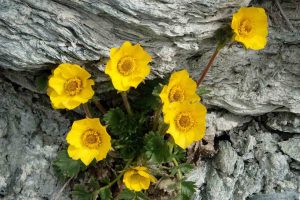 Gran Paradiso - Blumen 3000 m Höhe