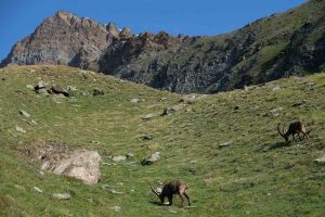 Gran Paradiso - Steinböcke