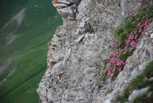 Karnischer HW - Alpenblumen