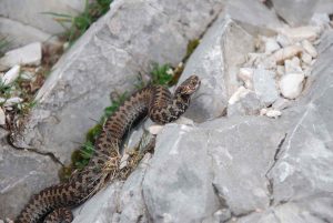 Karnischer Höhenweg - Kreuzotter