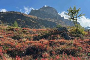 Martelltal-Heidekraut-Schranspitze