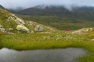 Schweiz-Greina-Wollgras